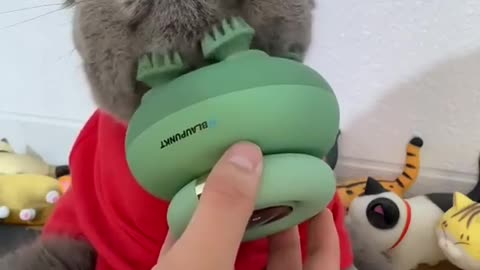 Funny cat video with toys.