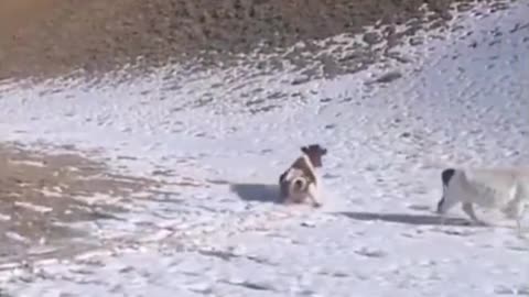 Just A Cow Sliding Down A Hill