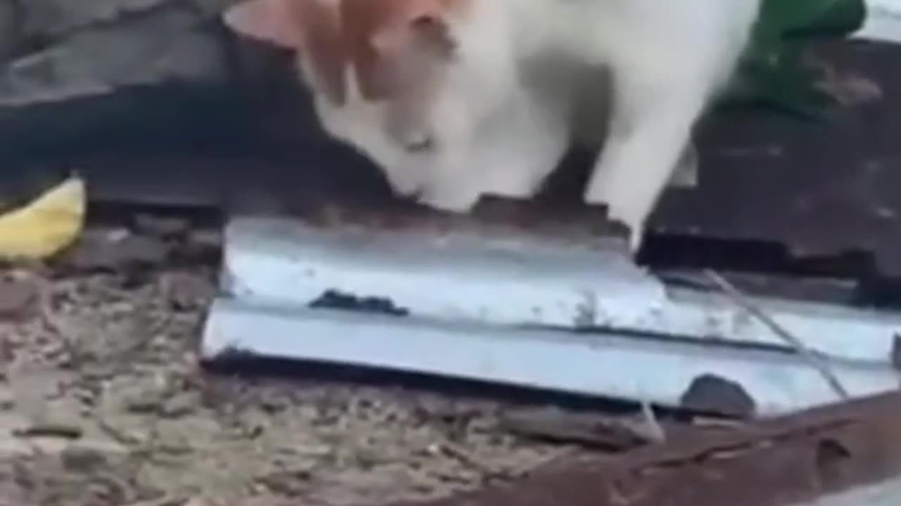 Try not to laugh