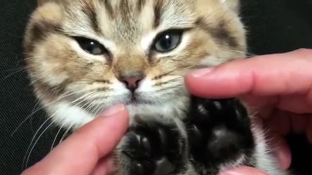 Aihao cat