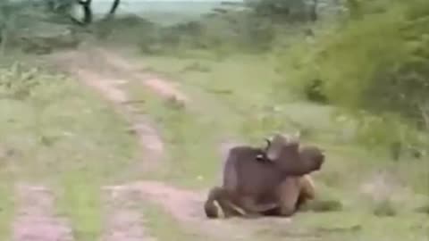 wildlife animals in the Ukraine