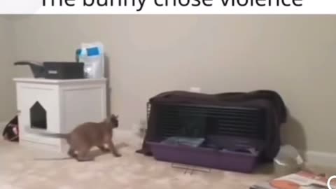 bunny and cat