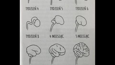 PIERWSZA ZAGADKA 13 WEWNĘTRZNA WĘDRÓWKA MÓZGU