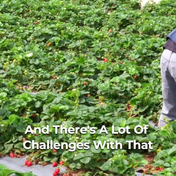 🍓 The Challenges Of Strawberry Farming: Navigating Failures 🌧️❄️