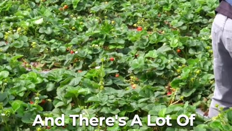 🍓 The Challenges Of Strawberry Farming: Navigating Failures 🌧️❄️
