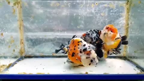 The most beautiful Calico Ranchu goldfish collection-8