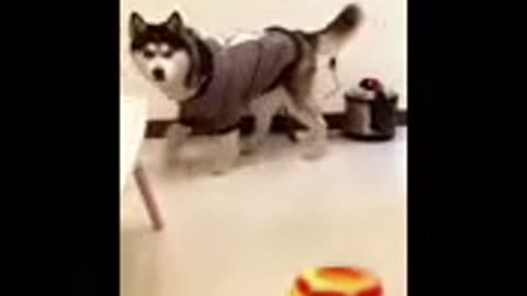 Funny cat