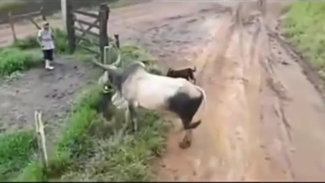 The fight between the cow and the two dogs