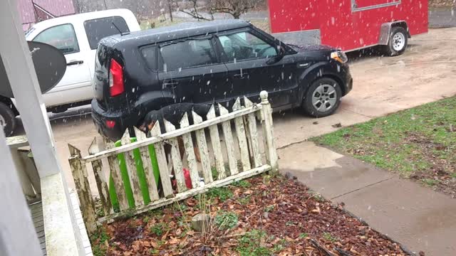 Doberman Sees Snow For The First Time