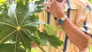 Cancer & Stroke: Jimmy Lee's DIY Papaya Leaf Cure (3 of 5)