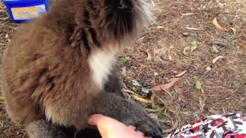 Koala Wants A Cuddle