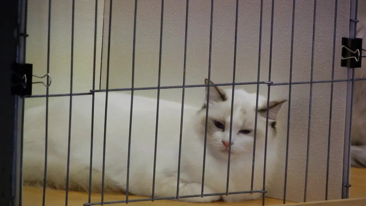 Feline Geniuses_ Unveiling the Most Intelligent Cat Breed.mp4
