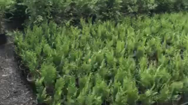 Potted green giants at Highland Hill Farm near Philadelphia