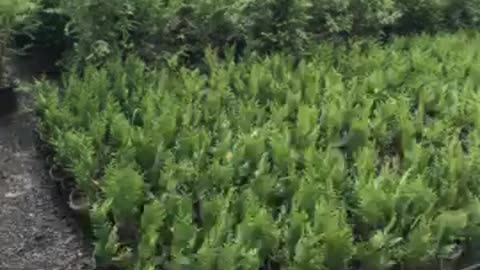 Potted green giants at Highland Hill Farm near Philadelphia