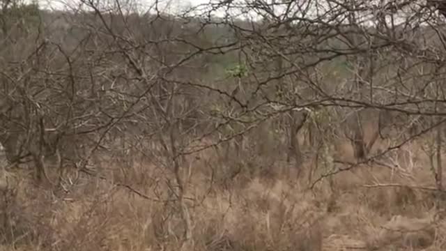 Hyena Steals Impala from Python