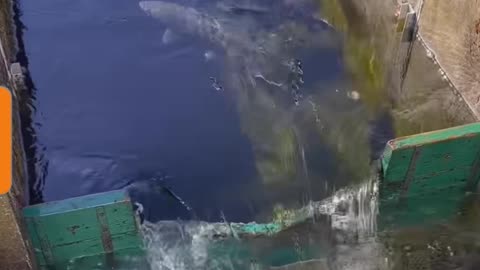 Amazing Fish Move ....