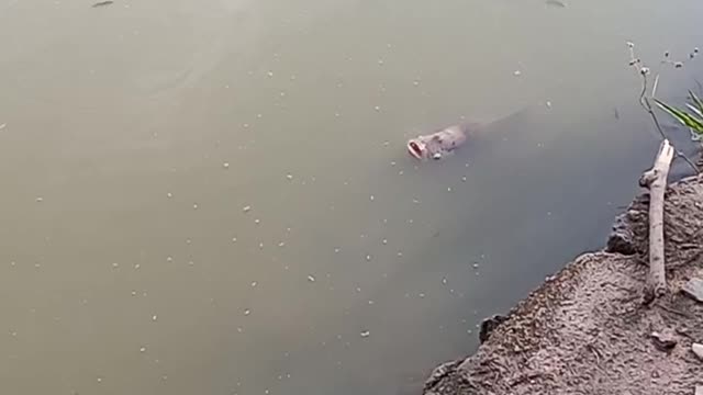 Giant gourami fish