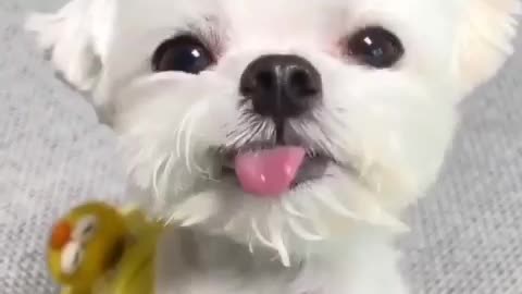 Cute dog video usa