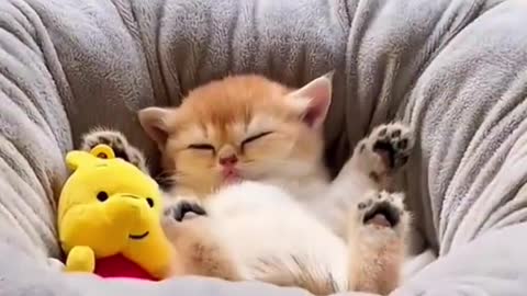 Baby cats sleep