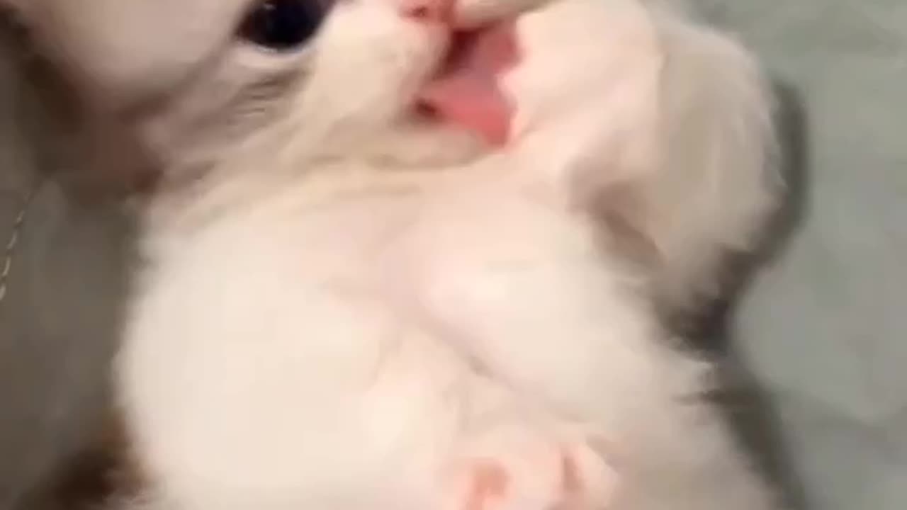 Play with cute cat