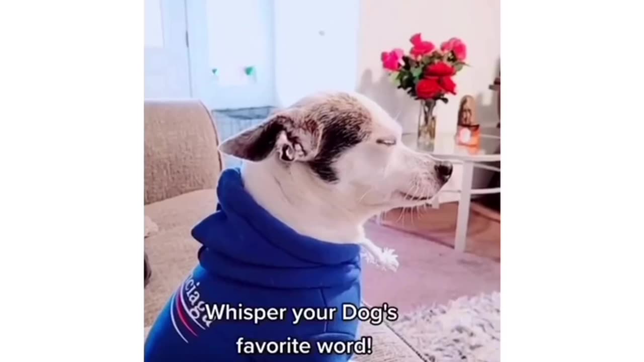 Cute Doggo smile