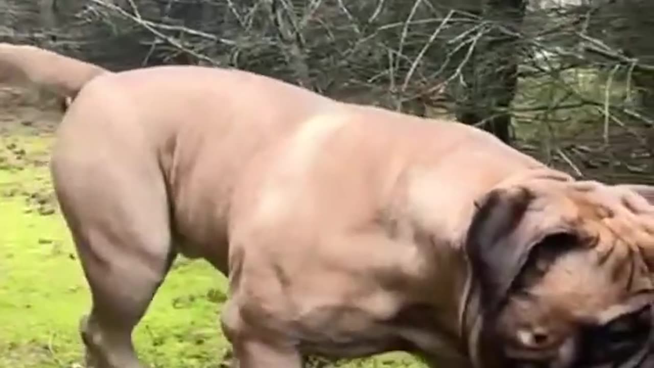 TOP 10 STRONGEST DOGS IN THE WORLD