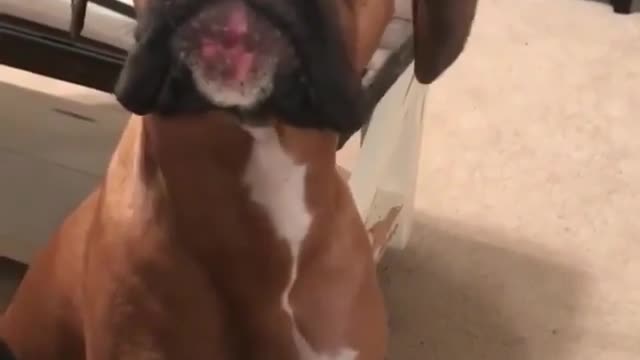 Big eared dog