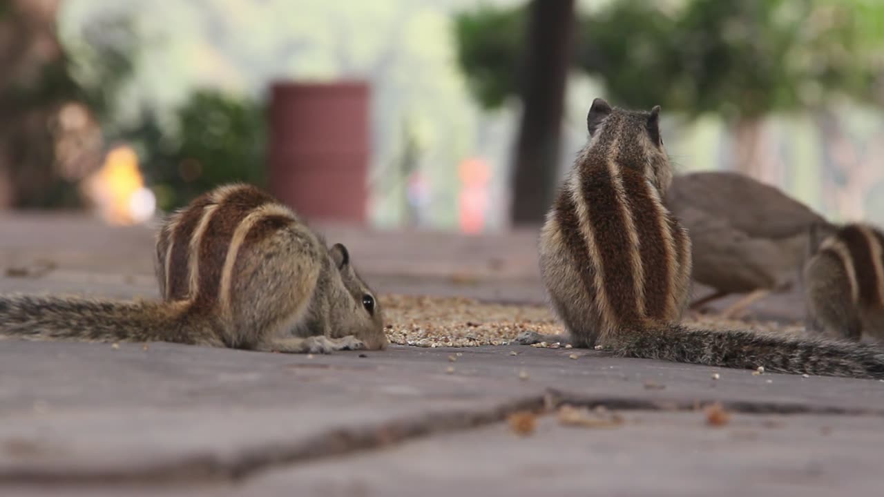 Cute Squirrel eating food