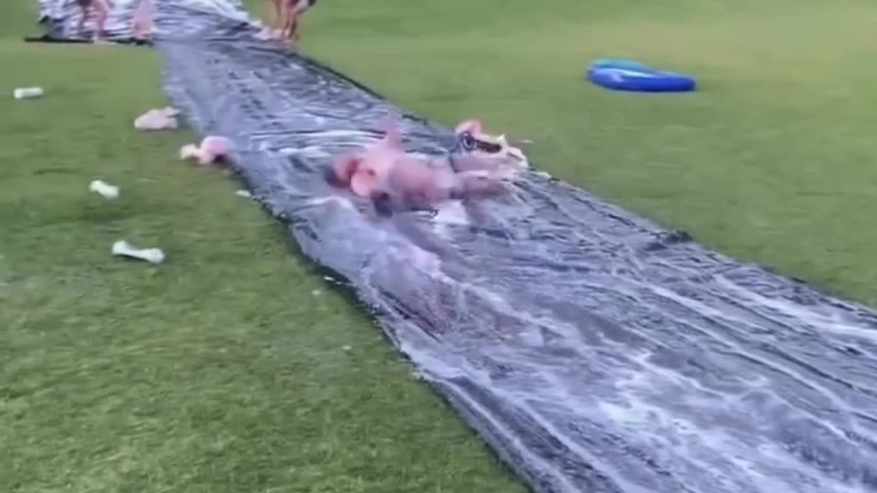 Little person on a slip and slide. What can go wrong?