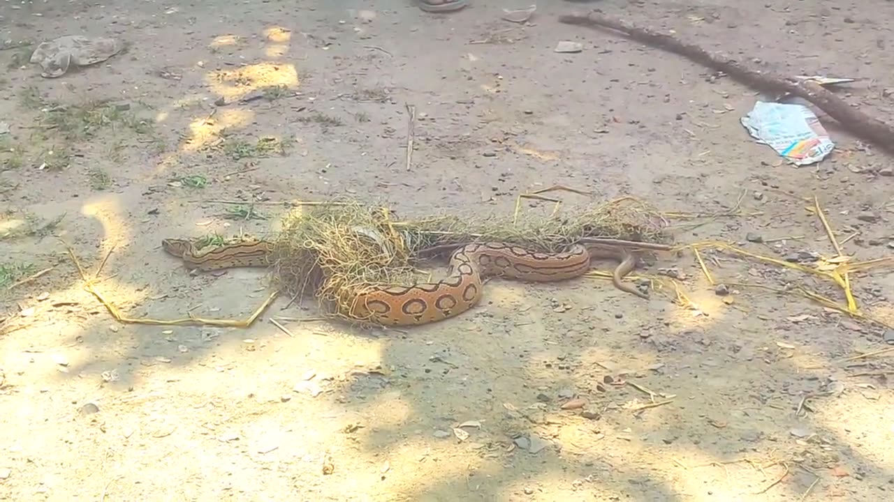 Snake Playing Dead