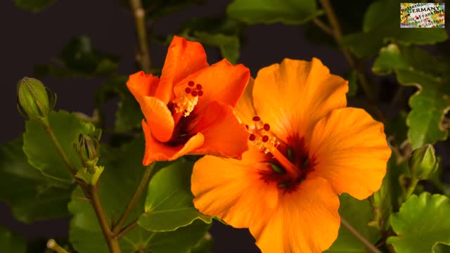 hibiscus bloom blossom