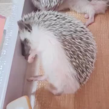 Little hedgehog is dreaming