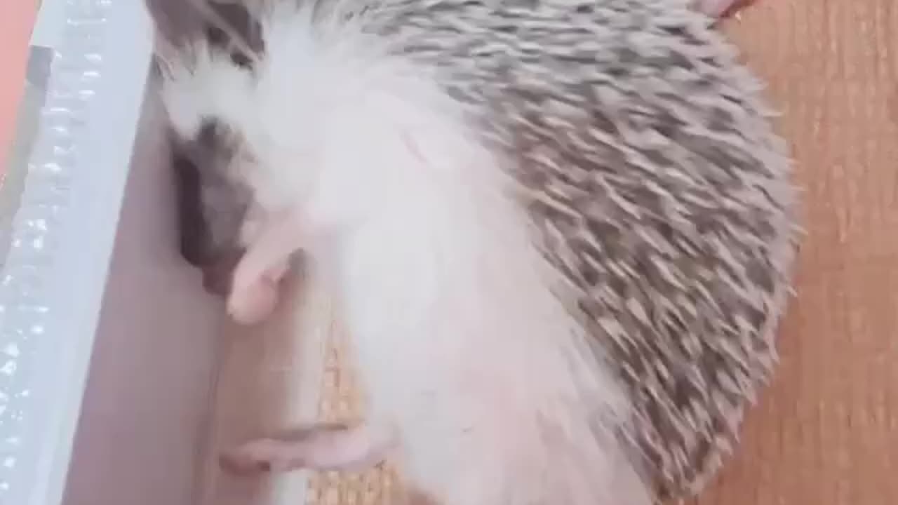 Little hedgehog is dreaming