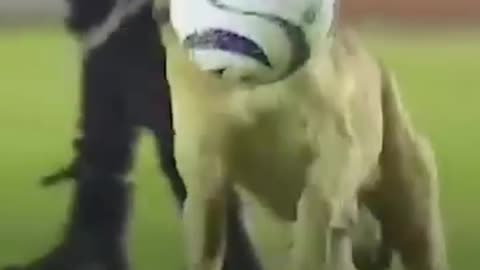 Dog playing football during football match