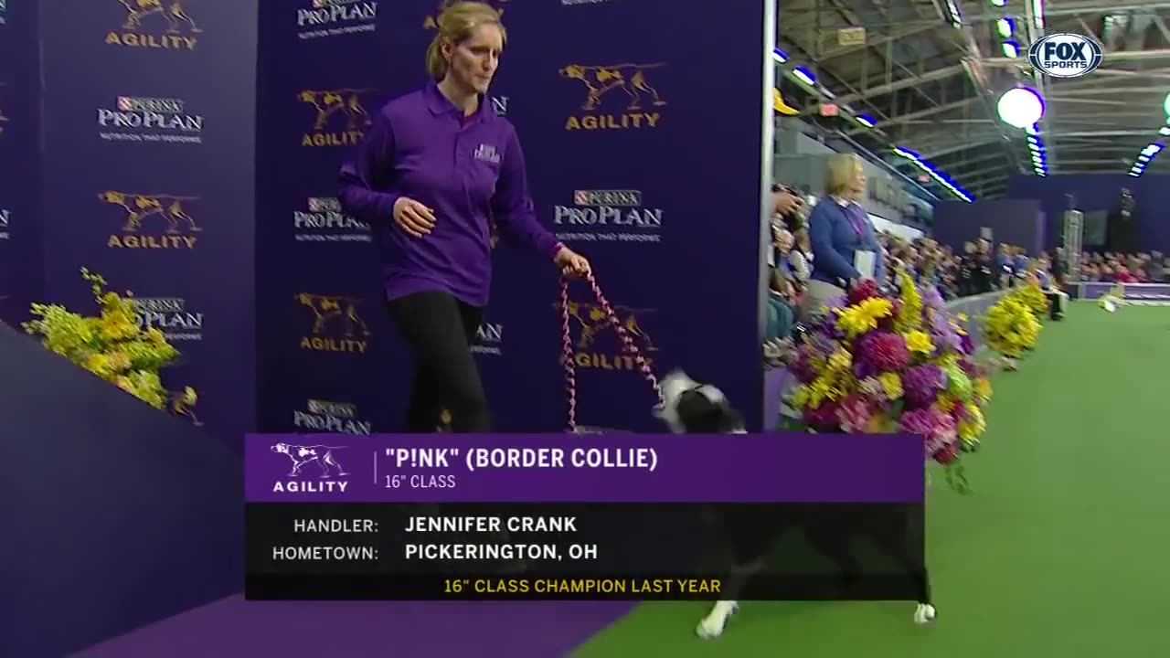 P!nk the border collie wins back-to-back titles at the WKC Masters Agility _ FOX SPORTS