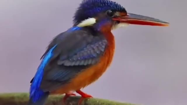 A bird with blue feathers