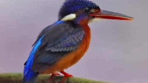 A bird with blue feathers