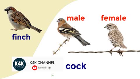 Male and female animals name in English !! Picture for animals