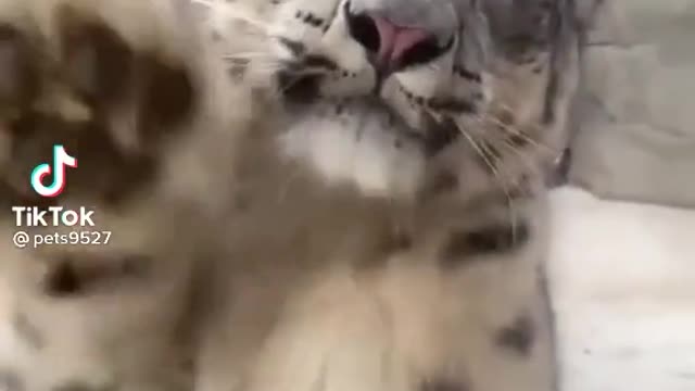 A Big Cat Saying Hi!