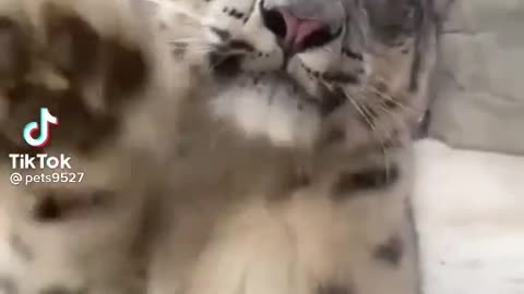 A Big Cat Saying Hi!