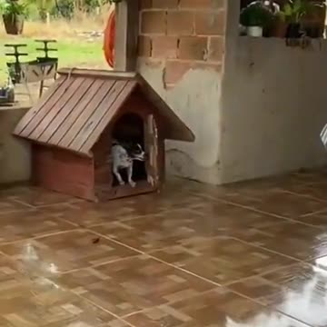 Little dog doesn't want to be bothered