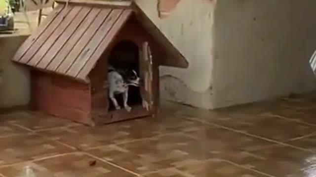 Little dog doesn't want to be bothered