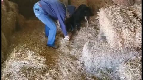 Chase and Ruger Intro to Barn Hunt