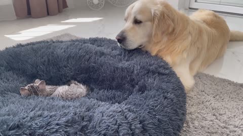 Golden Retriever Shocked by a Kitten occupying his bed!