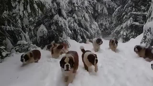 Cute Dogs walking in ice mountain - Cute Dogs