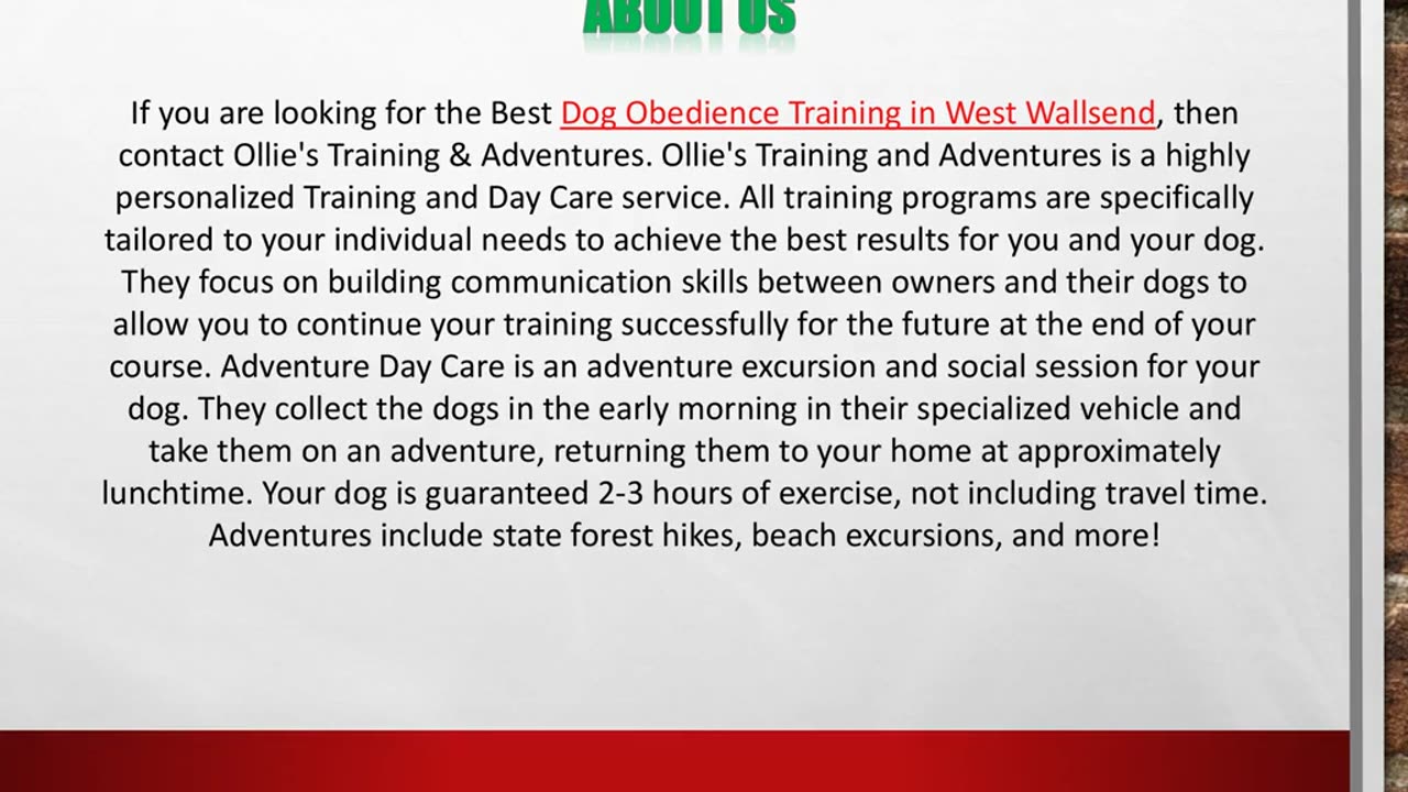 Dog Obedience Training in West Wallsend