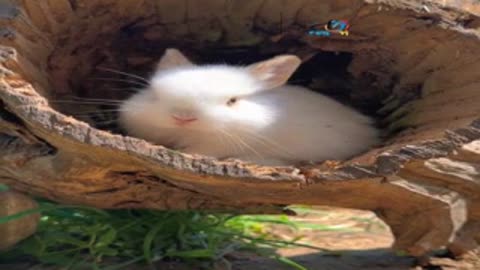 rabbit eating flowers