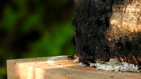 Stingless Bee Charm in The Morning | Linot | Aceh, Sumatra, Indonesia