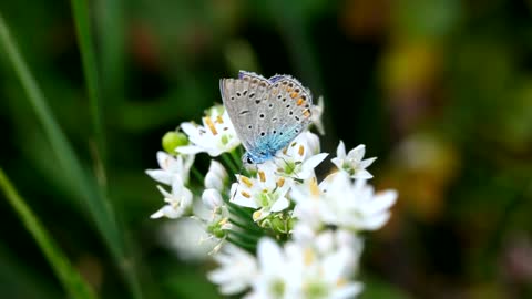 Blue butterfly over white flowers