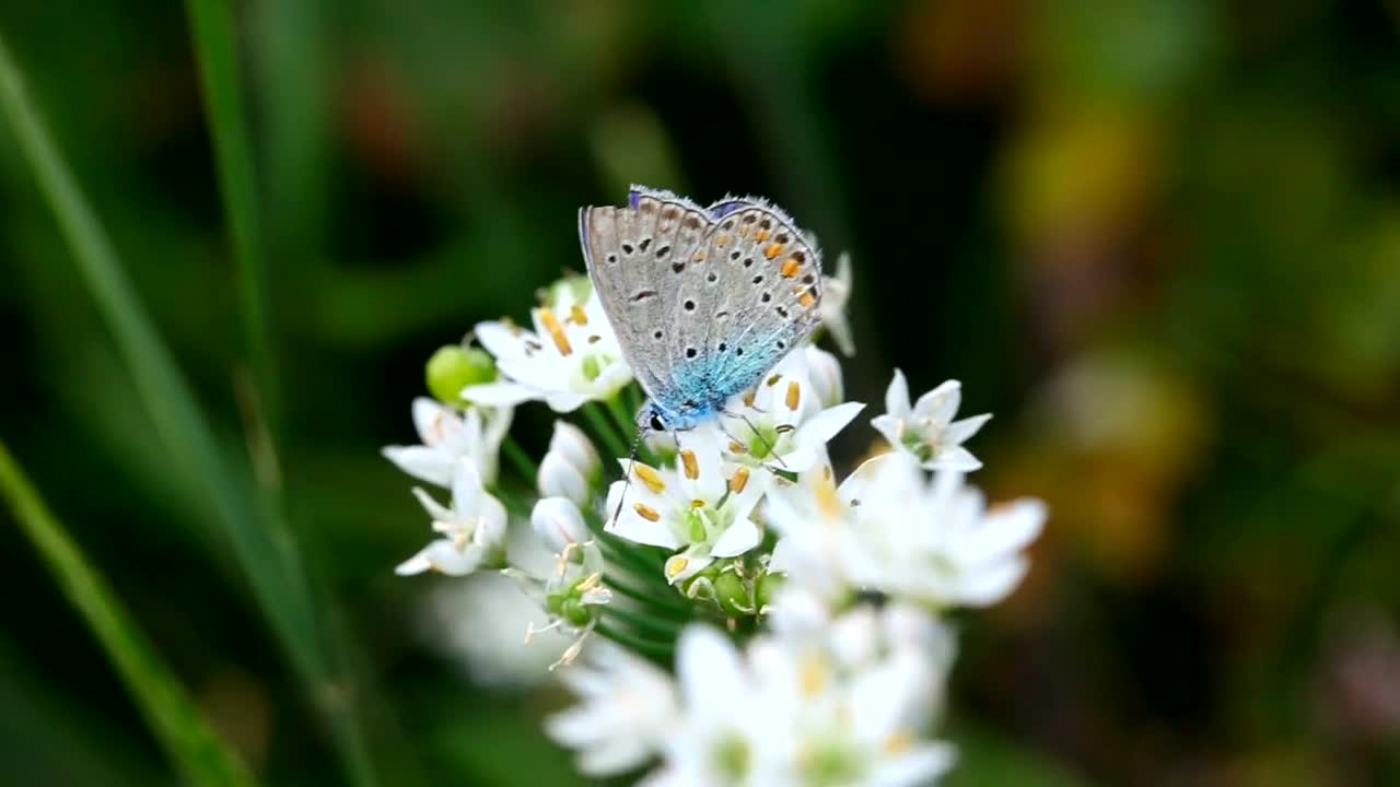 Blue butterfly over white flowers